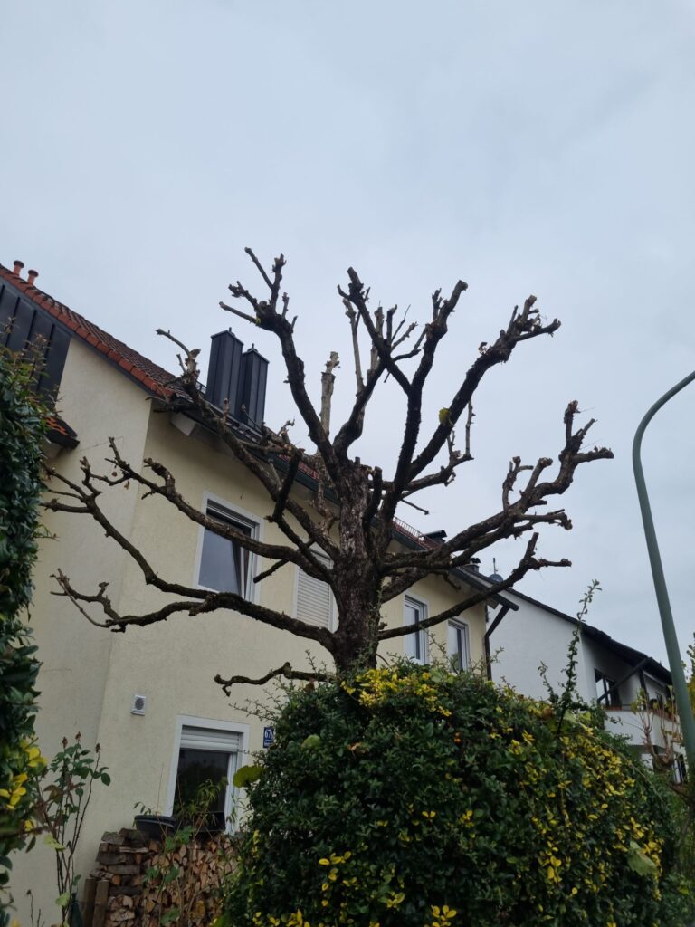 großer Baum nach dem Pflegeschnitt im Frühjahr ohne Blätter